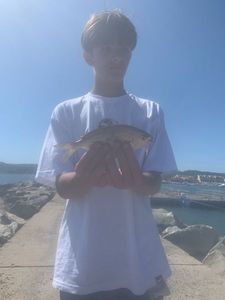 Black Seabream