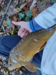 Mirror Carp