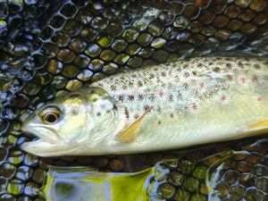 Brown Trout