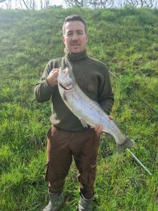 Rainbow Trout