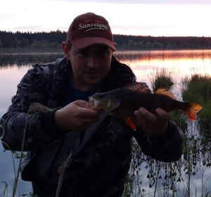 European Perch