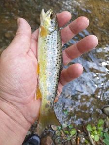 Brown Trout