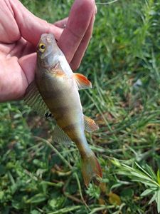 European Perch