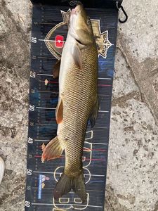 Barbel