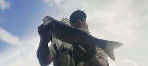 European Bass (Seabass)