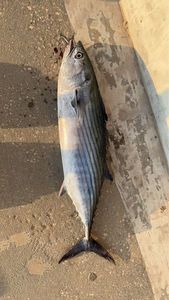 Atlantic Bonito