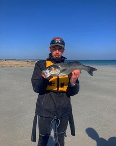 European Bass (Seabass)