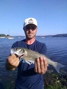 European Bass (Seabass)