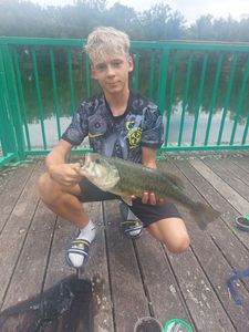 Largemouth Bass