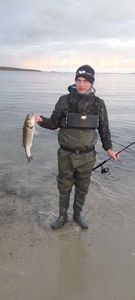 European Bass (Seabass)