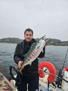 Atlantic Bonito