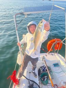 European Bass (Seabass)
