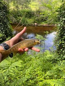 Brown Trout