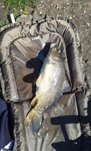 Leather Carp