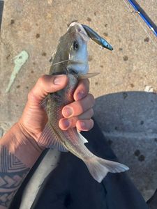 European Bass (Seabass)