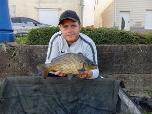 Common Carp