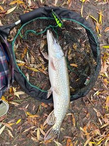 Northern Pike