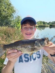 Largemouth Bass