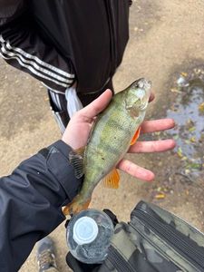 European Perch