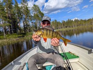 European Perch