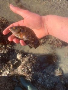 Ballan Wrasse