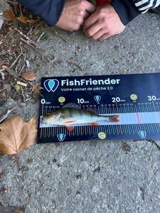 European Perch
