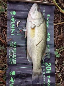 Largemouth Bass