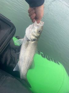 European Bass (Seabass)