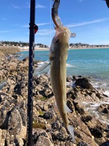European Bass (Seabass)