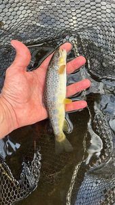 Brown Trout