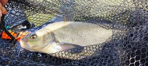 Common Bream