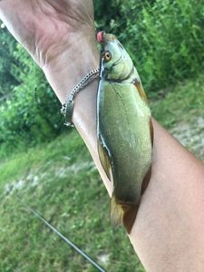 Tench