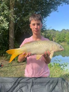 Common Carp