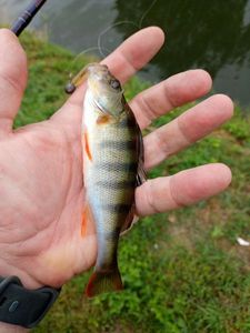 European Perch