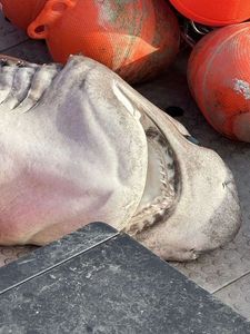 Bluntnose Sixgill Shark