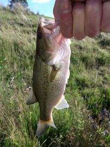 Smallmouth Bass