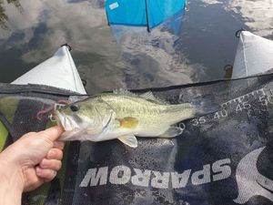 Largemouth Bass