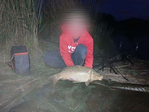 Mirror Carp