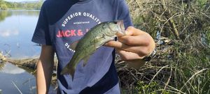 Largemouth Bass