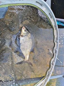 Common Bream