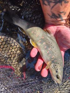 Brown Trout