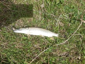 Northern Pike