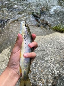 Brown Trout