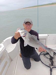 European Bass (Seabass)