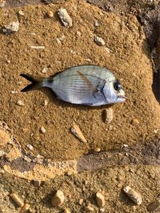 White Seabream