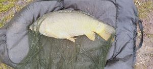 Leather Carp