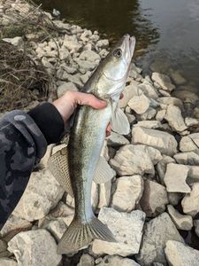 Zander