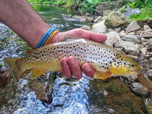 Brown Trout