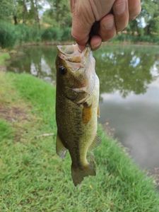 Largemouth Bass