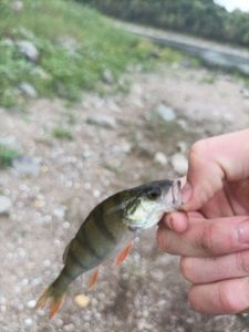 European Perch